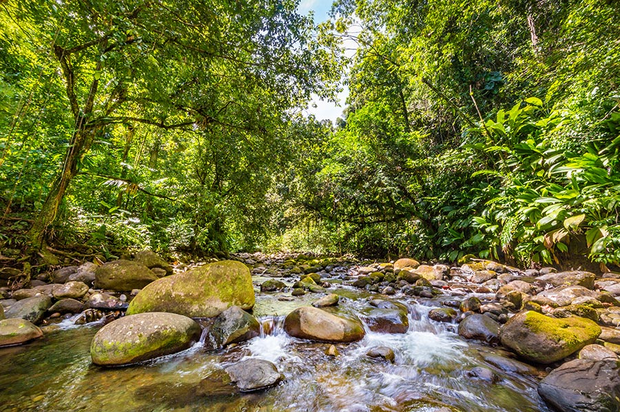 Rivière entourée de forêt tropicale et rochers moussus en Basse-Terre, Guadeloupe